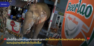 ເມື່ອພີ່ດື້ຊ້າງປ່າແຫ່ງອຸທິຍານແຫ່ງຊາດເຂົາໃຫຍ່ແຂກໂຕນ້ອຍຢາກກິນຕຳບັກຫຸ່ງ… ຄວາມວຸ່ນວາຍທີ່ໜ້າຮັກຈຶ່ງເກີດຂຶ້ນ!