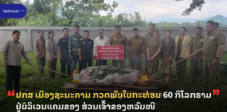 ປກສ ເມືອງຊະນະຄາມ ກວດພົບໃບກະທ່ອມ 60 ກິໂລກຣາມ ຢູ່ບໍລິເວນແຄມຂອງ ສ່ວນເຈົ້າຂອງຫລົບໜີ
