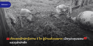 ເກີດເຫດຟ້າຜ່າງົວຕາຍ 5 ໂຕ ຢູ່ບ້ານຫ້ວຍໝາກ ເມືອງປະທຸມພອນ ແຂວງຈຳປາສັກ