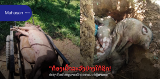 “ຕ້ອງເຝົ້າລະວັງຢ່າງໃກ້ຊິດ! ປະຊາຊົນພົບໝູຕາຍແບບບໍ່ຮູ້ສາເຫດ”